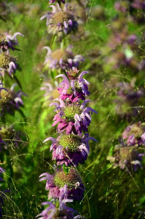 Monarda x 'Lambada' (2)